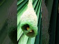 Engineer Of Wild How Amazing Weaver Bird Making Nest 30006#birds #nest #wildlife