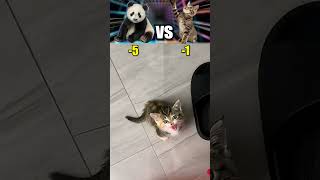 PANDA VS CATS -100 Aura Farming
