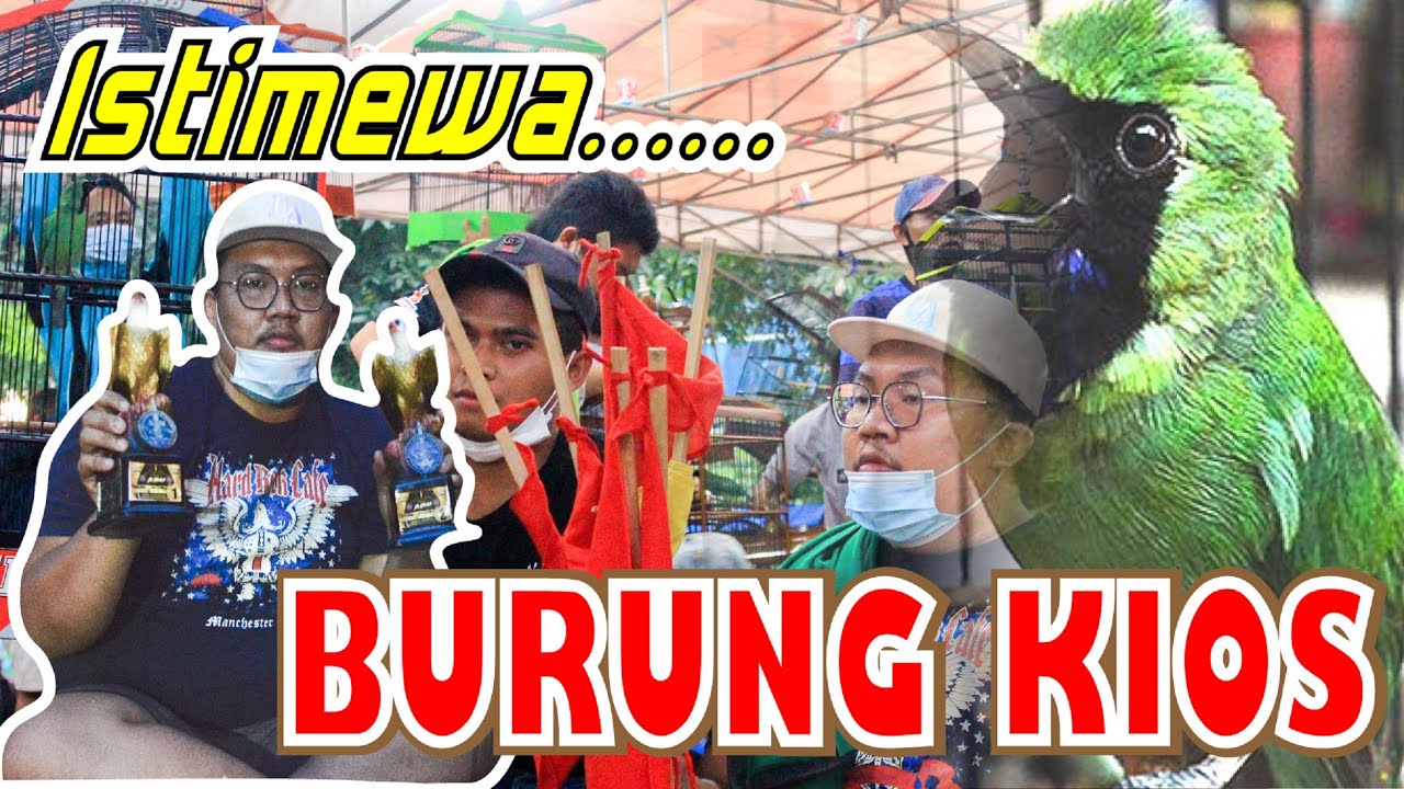 CUCAK IJO BELANDA ITEM - DULU BELI CUCAK IJO DI KIOS STABIL DI GANTANG - RAWATAN SIMPEL CUCAK IJO