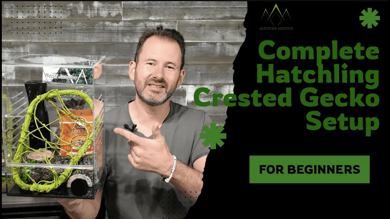 Как обустроить стартовый набор для содержания детеныша гребенчатого геккона | Пошаговое руководство