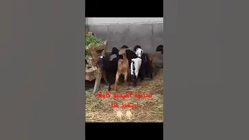 دراسة جدوي تربيه امهات الماعز البلدي 