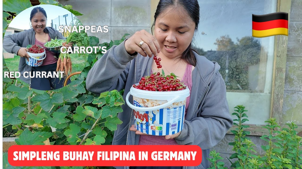 Summer Harvest!Vegetable And Berry in my German Garden.FILIPINA SIMPLE LIFE IN GERMANY