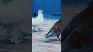  homer pigeon satin siraj karna pura