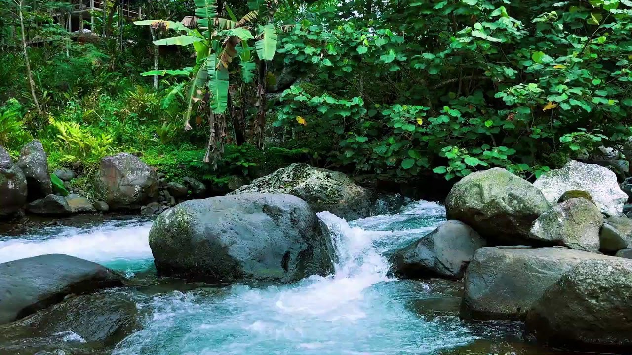Relaxing River Flow with Light Forest Birds for Stress Relief