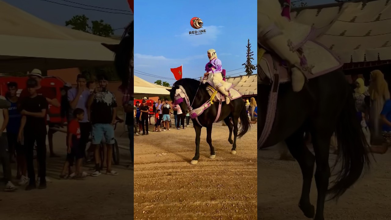 العود الدهم يحيد الهم🐴 #محمد_غرابو #شامخ 🇲🇦❤️