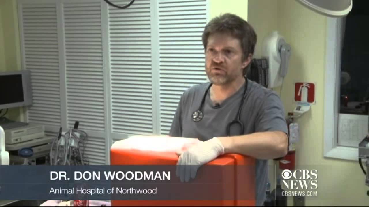 Elusive monkey finally captured in Florida