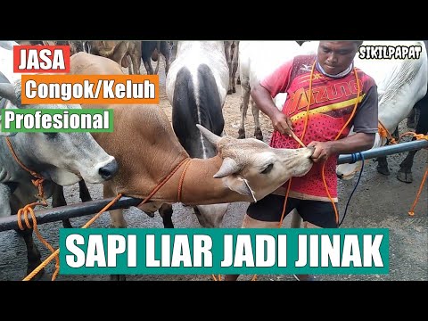 Video: Cara Mencucuk Hidung Anda (dengan Gambar)