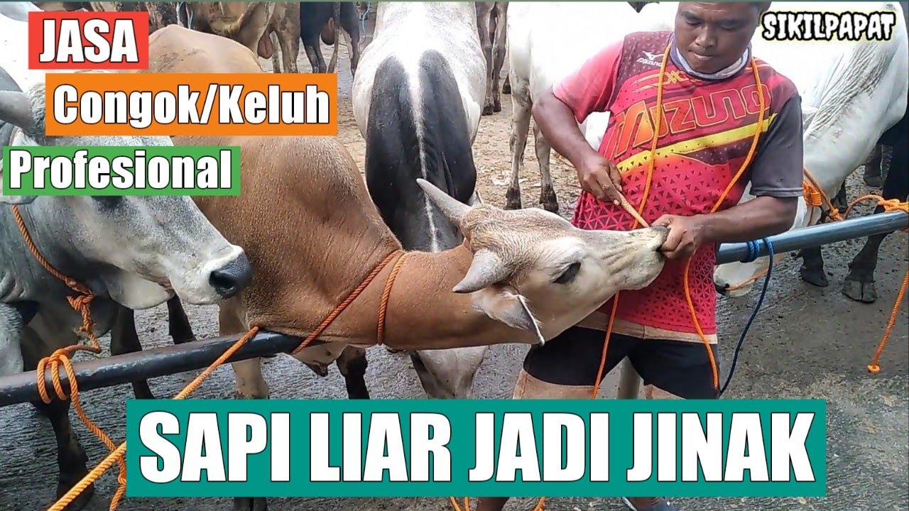 Ternyata Begini Cara Sang Ahli Memasang Tali Keluh Sapi | Pasar Wuryantoro