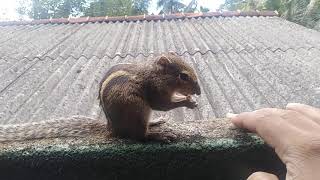 how to pet a squirrel baby | Ultimate squirrel diaries | Domestic squirrel | Jill squirrel screenshot 5