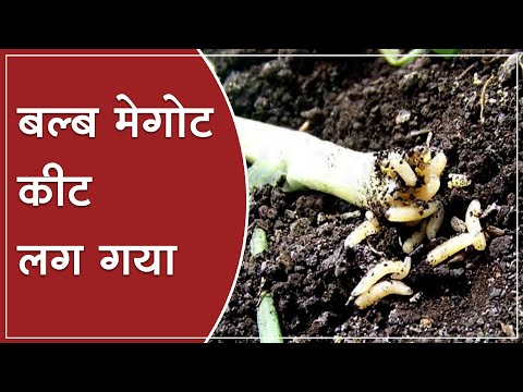लहसुन की फसल में बल्ब मेगोट कीट के क्षति लक्षण एवं प्रबंधन!  #garlic #larvae #AgroStar - लहसुन की फसल में बल्ब मेगोट कीट के क्षति लक्षण एवं प्रबंधन!  #garlic #larvae #AgroStar