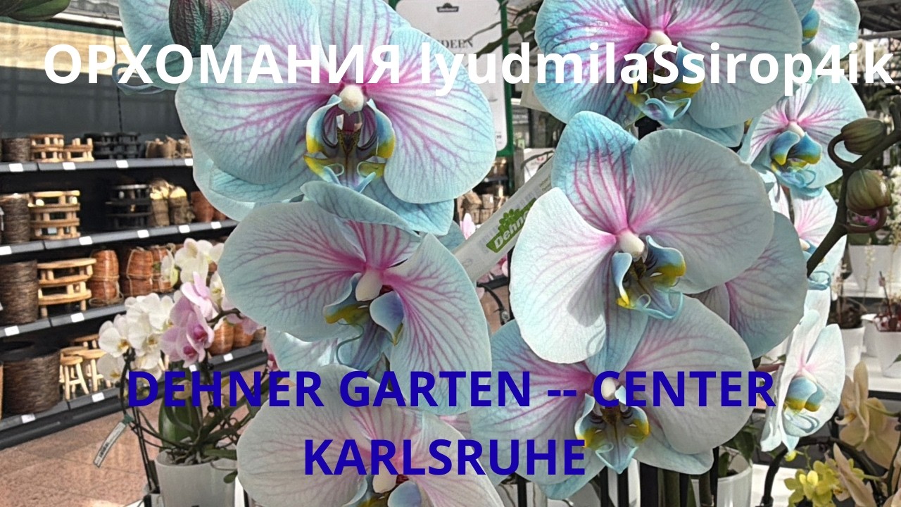 ОБЗОР DEHNER GARTEN -- CENTER KARLSRUHE | ЕСТЬ НЕПЛОХИЕ ЭКЗЕМПЛЯРЫ 👌