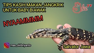 Tips Memberi Makan Baby Biyawak dengan jangkrik #biawakAir #babyvaranus