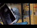 Pickles the Parrot Autographs His Books