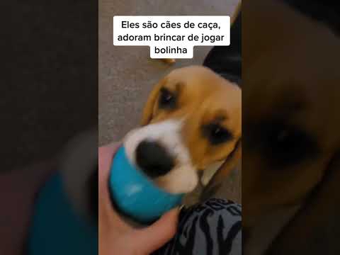 Vídeo: História e características dos cães de caça