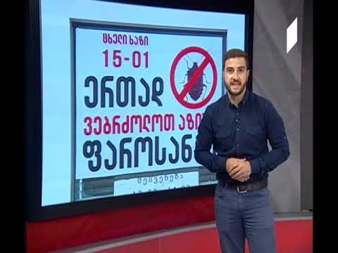ოთხ რეგიონში აზიური ფაროსანასგან მიყენებულ მასშტაბურ ზარალს ითვლიან