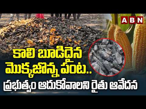 కాలి బూడిదైన మొక్కజొన్న పంట..| Maize Cultivation Burnt at Peddapalli District | ABN - ABNTELUGUTV
