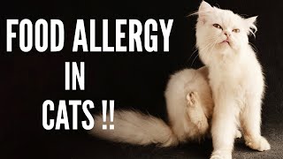 Taking Care Of Your Cat With Food Allergies | Best Hypoallergenic Cat Food To Buy !! by Kitty County 12,408 views 4 years ago 6 minutes, 8 seconds