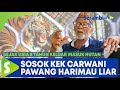 Mengenal Sosok Kek Carwani Sang Pawang Harimau Sumatera dari Aceh