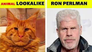 Celebrity Animals You Won’t Believe Look Like Celebrities Wealth