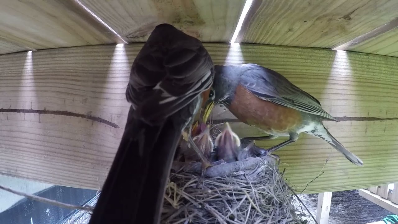 American Robin Nest Cam - Day 7
