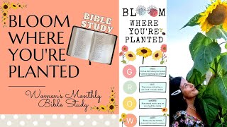 BLOOM WHERE YOUR PLANTED BIBLE STUDY/ 4 weeks