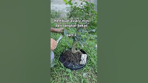 aviary mini ( PART 2 )