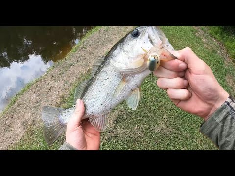 Bank fishing urban ponds for BIG bass!!!