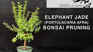 Elephant Jade (Portulacaria Afra) Bonsai Pruning, October 2023