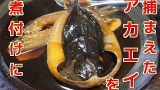 捕まえたアカエイを煮付けにしました Youtube