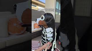 This is your sign to buy the halloween dogs from home depot... #Shorts #morganzuhmakes