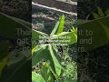 Organic fertilizers that your plants will love shorts organic garden fertilizer