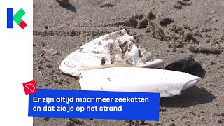 Wat Zijn Al Die Witte Schilden Op Ons Strand?