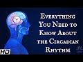 Everything You Need To Know About The Circadian Rythm