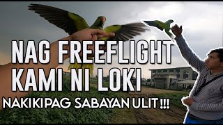 4 YEARS OLD INDIAN RING NECK FREEFLIGHT | LOKI BOY NAKIKIPAG SABAYA PA