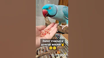 МИККИ ТЕБЕ ВКУСНО ?🤣🐦 КАК УСТРОЕН КЛЮВ,ЧУДО🐦🙂жереловый попугай Микки#топотусенькость #шкодюсенькость