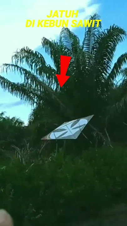 layangan putus masuk kebun sawit#shorts#layangan