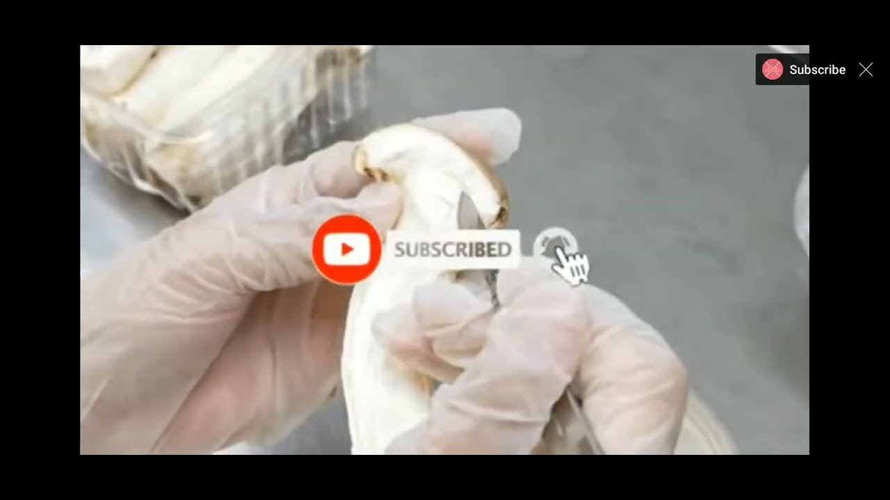 How to make mushroom tissue culture