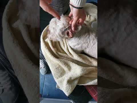 Video: Okužbe Pasjih Ušes: Vzroki, Zdravljenje In Preprečevanje