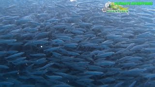 Pilchard Schools - Tasman Bay