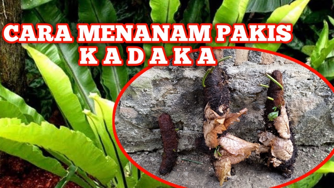 Cara Menanam Pakis Kadaka 