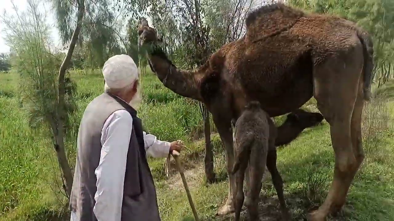 What is Foreshadowing? Top 10 Uses of Foreshadowing in Disney Movies