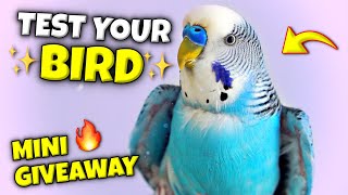 5 Signs Your Pet Bird is Special #temu