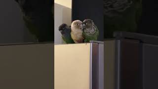 Famous ..the last morning of Amber...at M.B's ...2010 - 31 march 2023 Profile