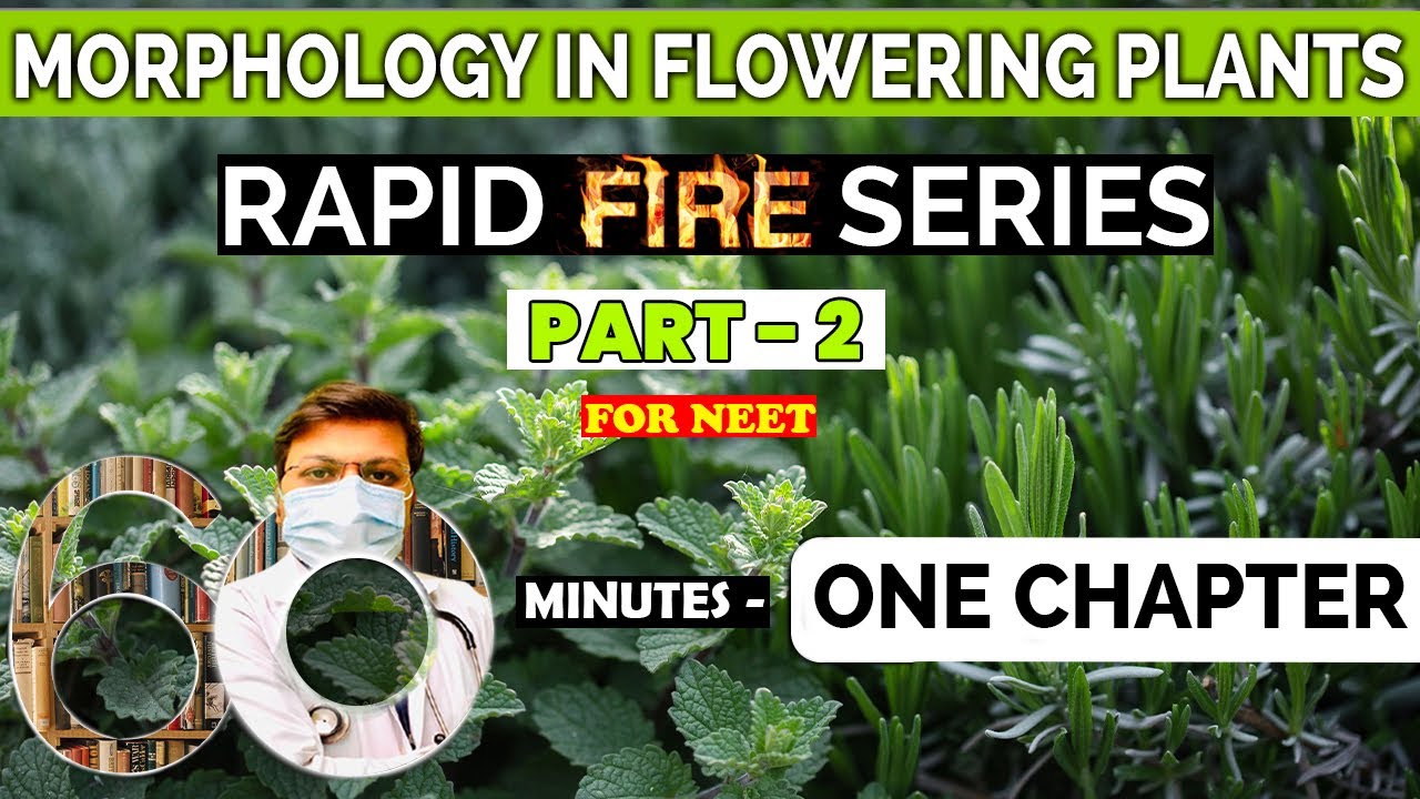 Rapid Fire for Morphology in Flowering Plants class 11 Biology | part-2 ...