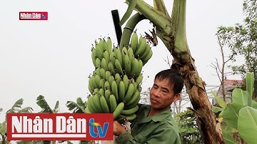 Hòa Bình phát triển vùng trồng chuối phục vụ cho xuất khẩu | Tin kinh tế, đời sống xã hội chiều 10/4