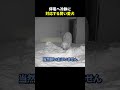 停電へ冷静に対応する賢い愛犬