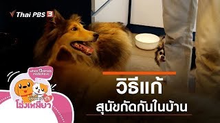 วิธีแก้สุนัขกัดกันในบ้าน : ผู้พิทักษ์รักโฮ่งเหมียว (3 ม.ค. 63)