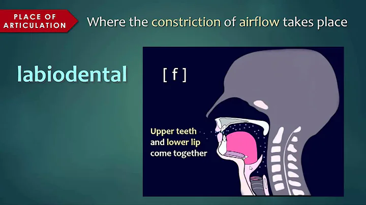 Introduction to Articulatory Phonetics (Consonants)