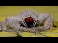 Spider Macrovideo in Brunei