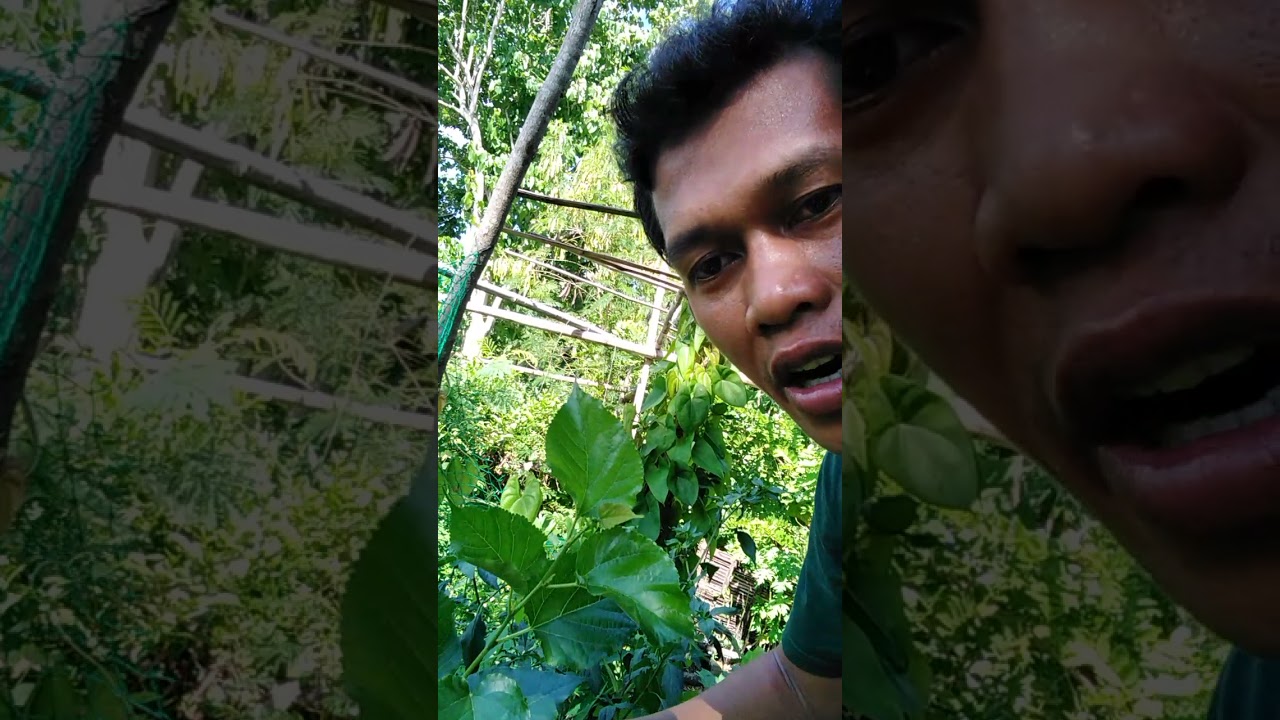 Easy Mulberry Grafting